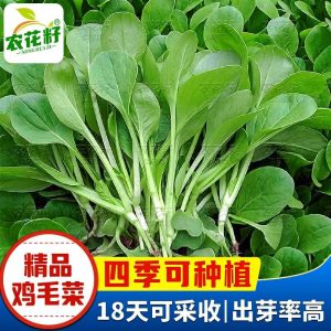 Semințe De Legume |  Semințe De Legume Shanghai Qing, Semințe De Pui Cu Pene De Toate Tipurile, Semințe De Legume Cu Creștere Rapidă, Semințe De Legume Pentru Ghivece. Semințe De Legume Semințe De Legume