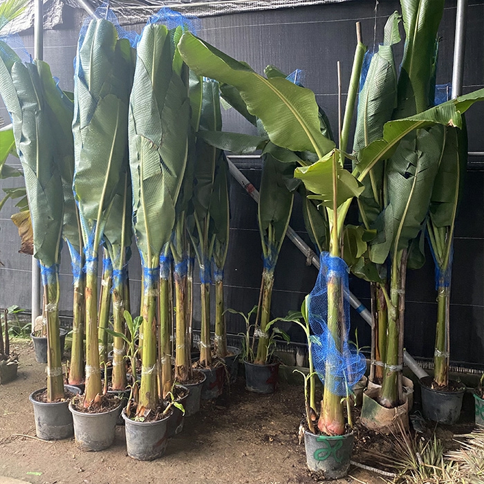 Plante Tinere |  Banana Cu Frunze Mari, Plantă Ornamentală De Dimensiuni Mari, Verdeață De Interior Pentru Balcon, Curte Sau Grădină, Plantă Perenă Care Poate Produce Fructe. Plante Tinere Plante Tinere