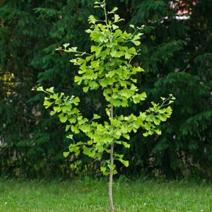 Plante Tinere |  Ginkgo Biloba Puieți Vii, Plante Verzi Pentru Curți, Arbori De Stradă Cu Frunze De Aur, Puieți De Ginkgo De Dimensiuni Variate, Plantare În Nord Și Sud. Plante Tinere Plante Tinere